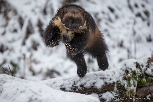 Image result for wolverine paw