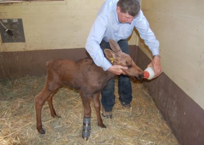 Orphaned Moose