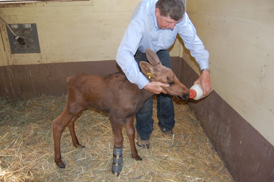 Orphaned Moose