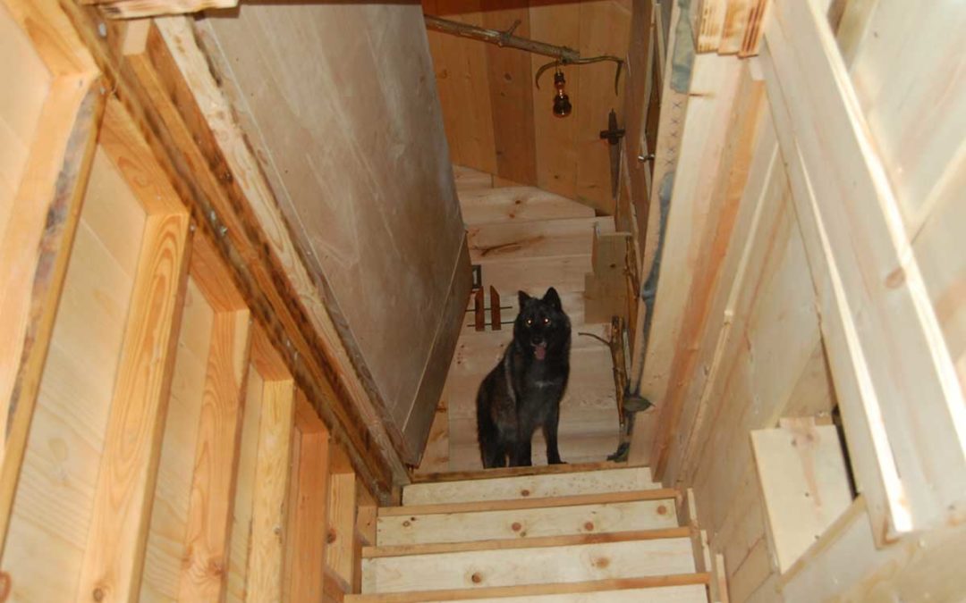 Wolf at the top of the Stairs