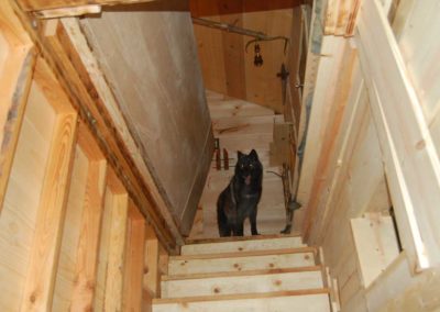 Wolf at the top of the Stairs