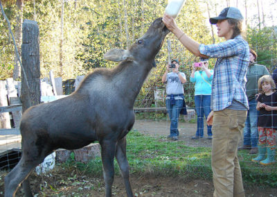 Baby Moose Getting a Drink