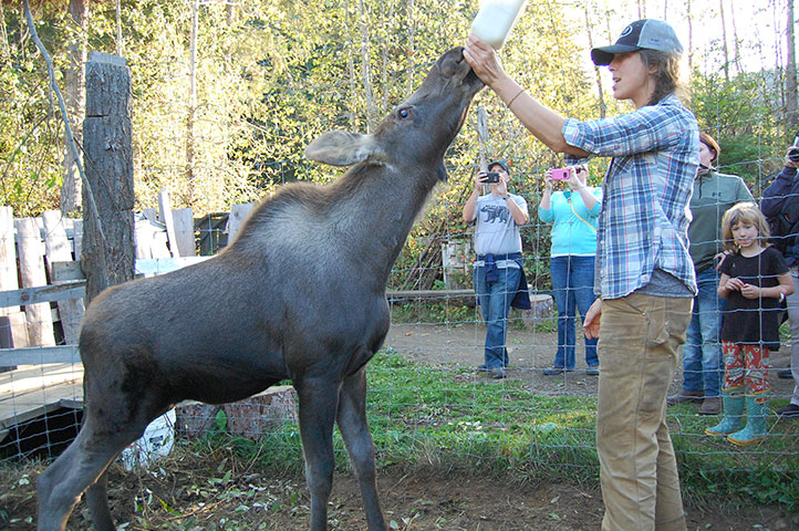 Baby Moose Getting a Drink