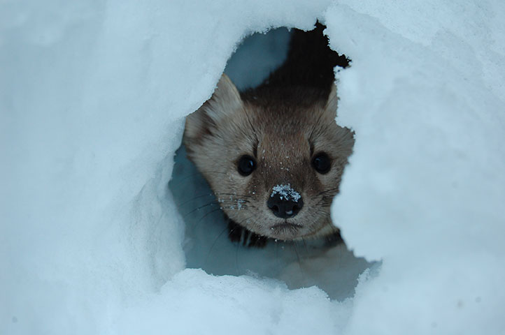 Pine Marten