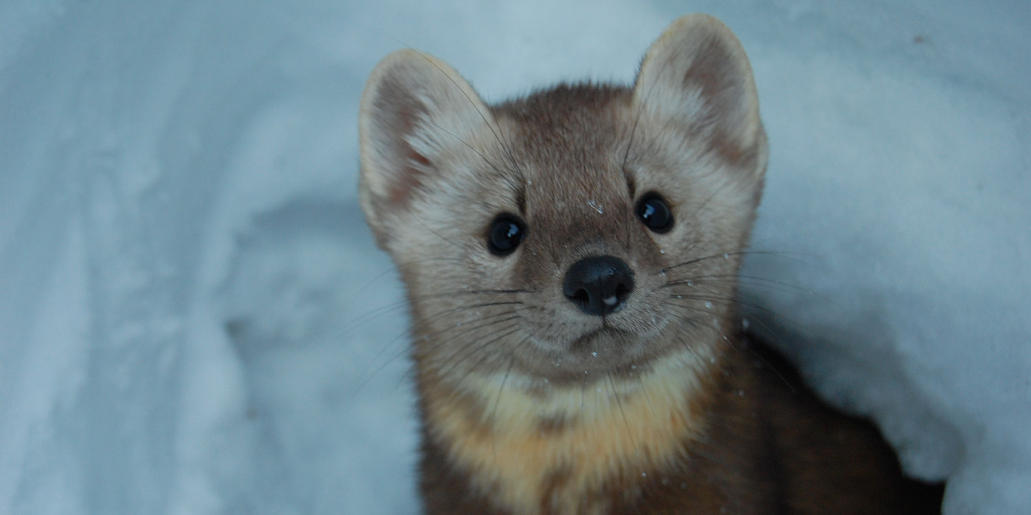 pinemarten