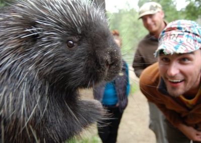 Porcupine