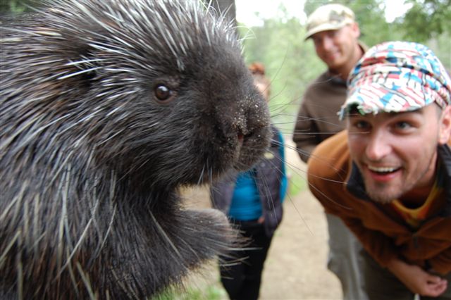 Porcupine