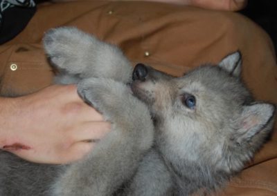 Wolf Pup