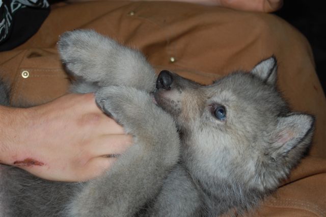 Wolf Pup